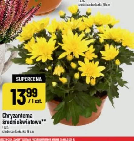 Chryzantema średniokwiatowa