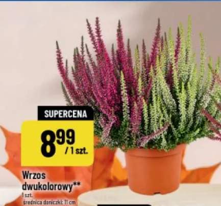Wrzos dwukolorowy
