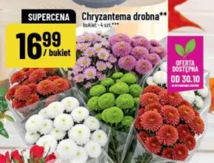 Chryzantema drobna