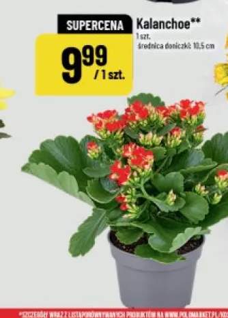 Kalanchoe
