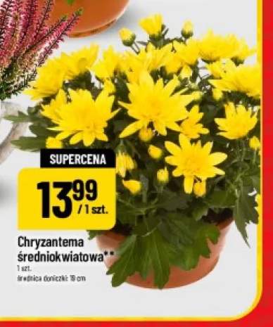 Chryzantema średniokwiatowa