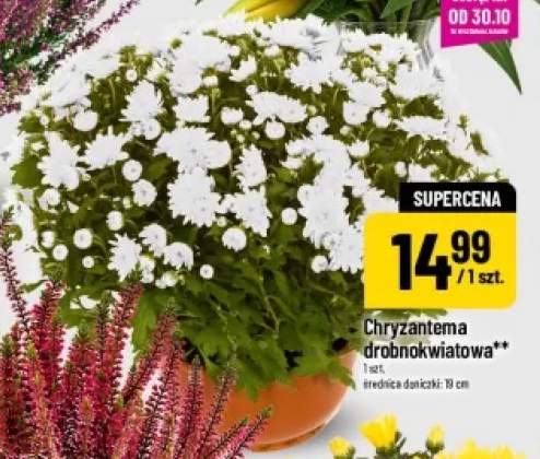 Chryzantema drobnokwiatowa
