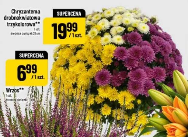 Chryzantema drobnokwiatowa trzykolorowa